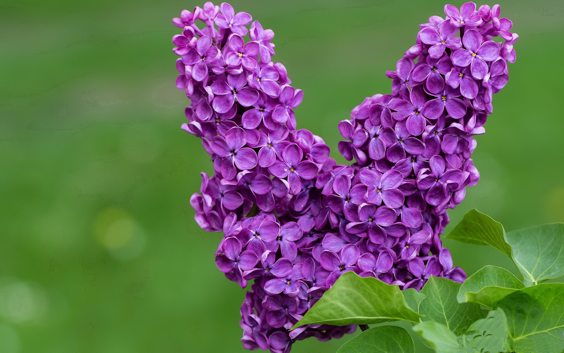 乐鱼体育登录-“宽板滑水：东三叉湖马鞍山赛场带来全新水上竞技体验”