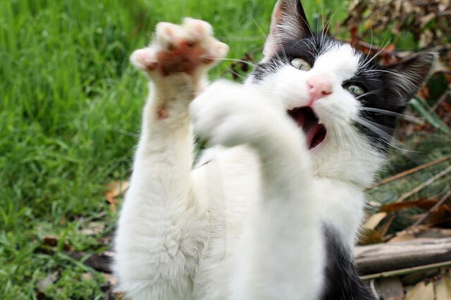 乐鱼体育(中国)官方网站-中国女篮加快阵容磨合 提高默契度，中国女篮真棒