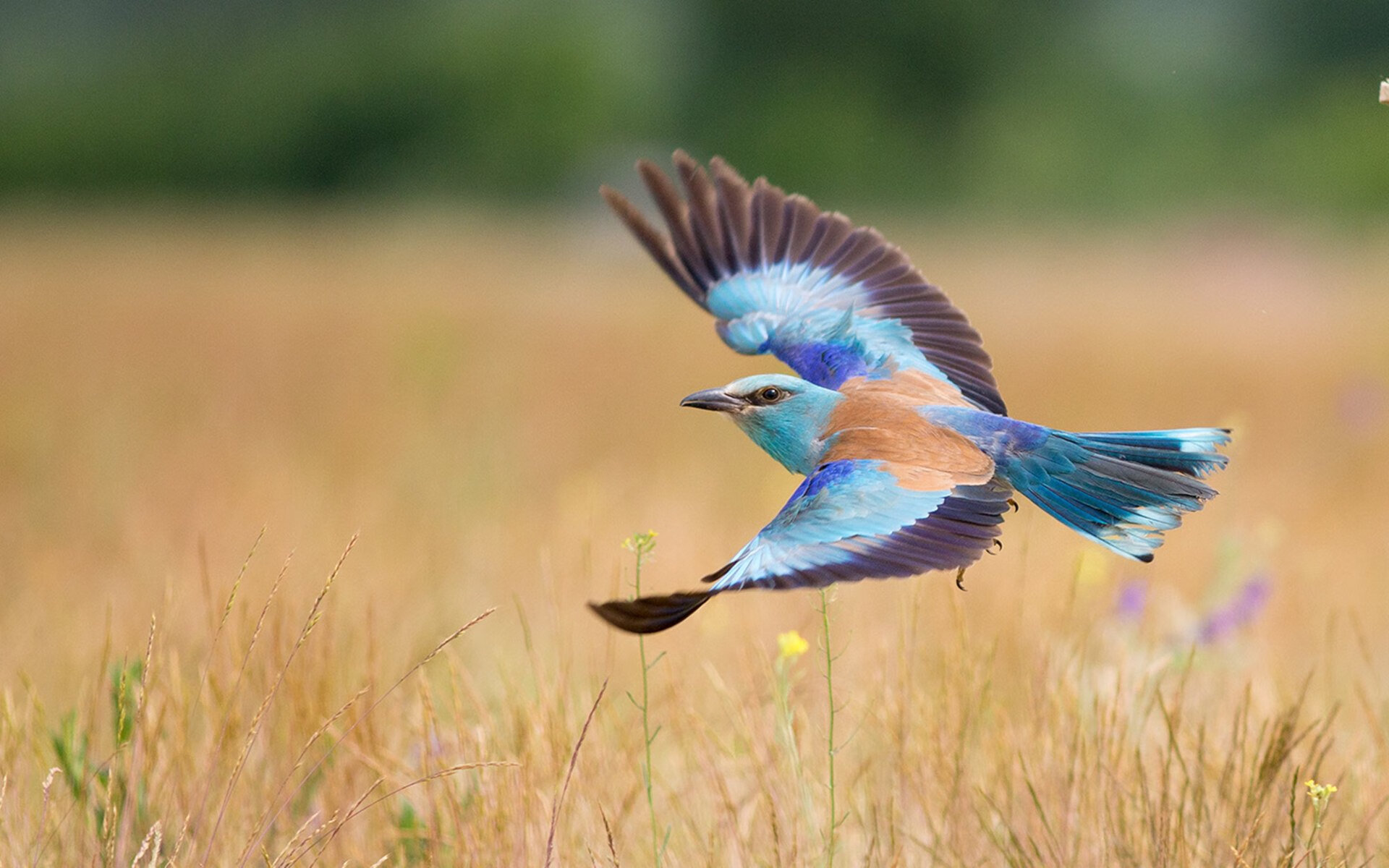 乐鱼娱乐app-中国男篮持续加强基本功训练，中国男篮练兵