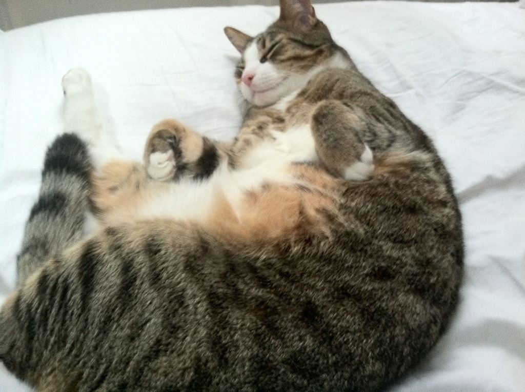 乐鱼体育平台官网-关键转身技术成团队突破点