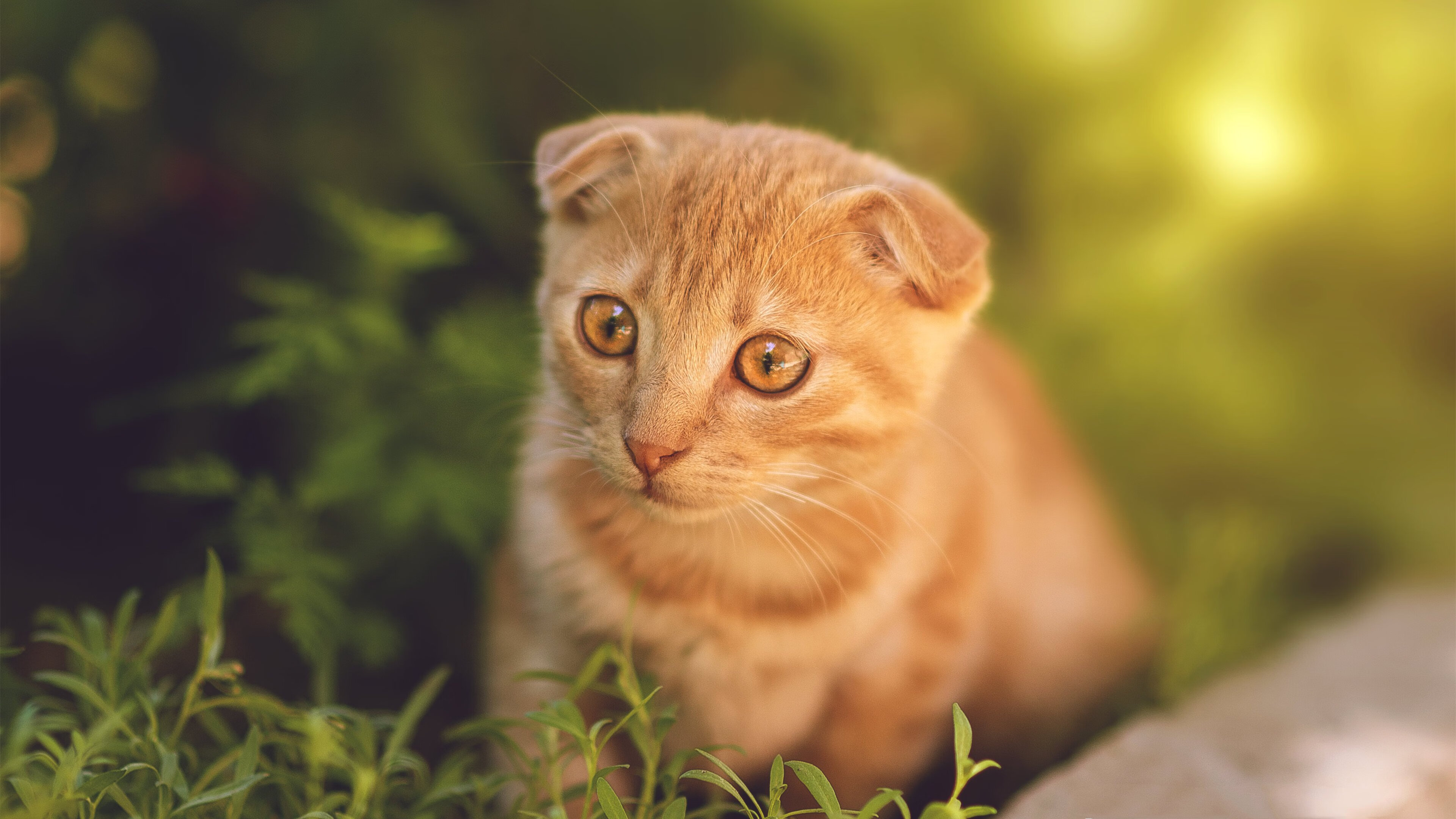 乐鱼体育-前场断球带来致命反击机会，前场暂停后在哪发球