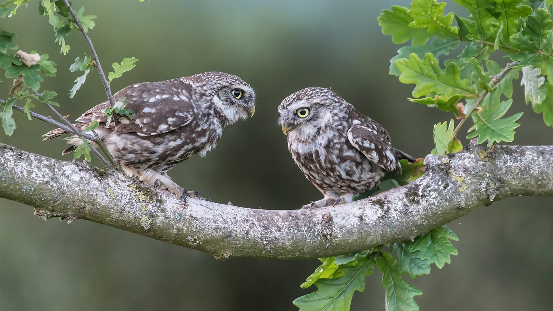 乐鱼电竞在线平台-国际乒联混合团体世界杯赛制解析：德国队如何克服不利因素，乒乓球德国世界杯