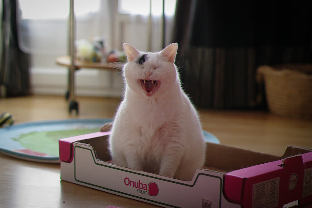 APP下载 LY Sports-得分高潮是否常常伴随节奏加速阶段，高潮分为几个等级