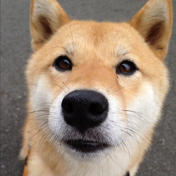 乐鱼vip-新疆男篮全面提升投篮命中率增强稳定性，新疆男篮怎么样