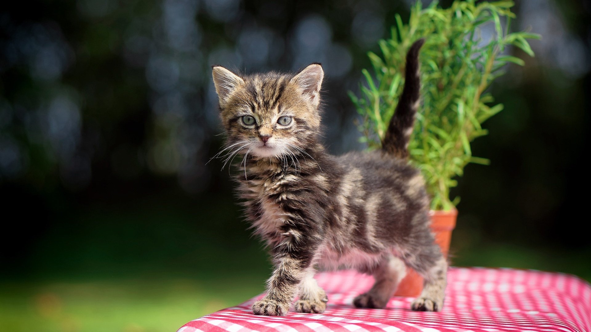 乐鱼娱乐app-曼联重新调整战术找回进攻节奏，曼联的战术