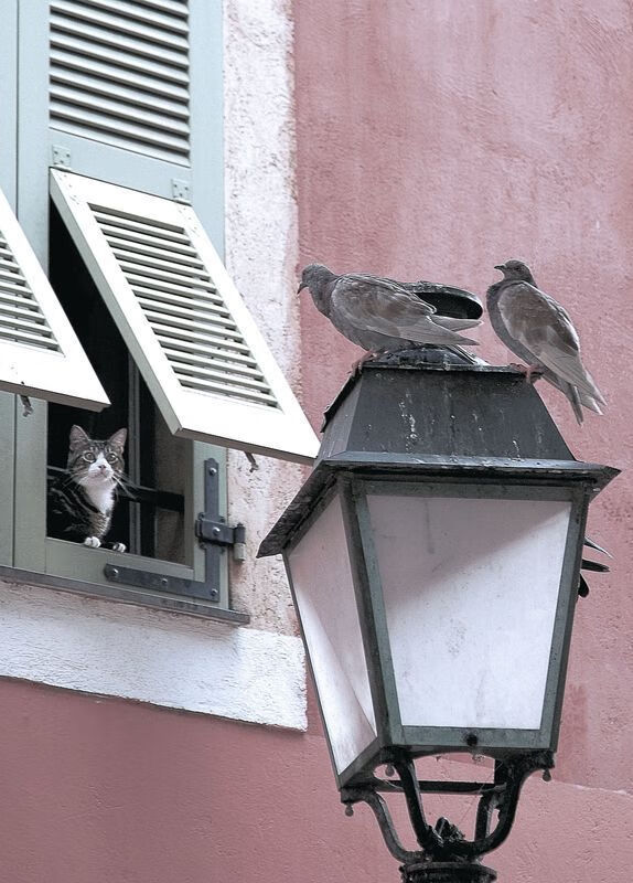 APP下载 LY Sports-花样滑冰动作难度不断提升，花样滑冰动作难度不断提升的原因