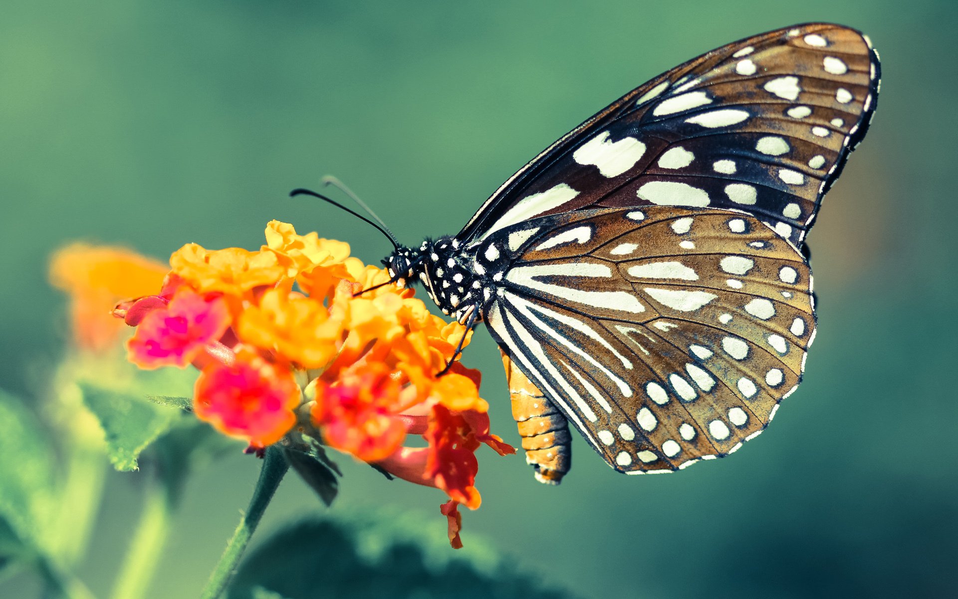 leyu乐鱼官网登录入口-中超赛场灯光和草坪标准进一步提升保障比赛质量，中超比赛场地要求