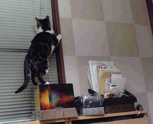 LEYU SPORTS中国官方网站-乌干达女篮在非洲锦标赛中持续突破，体育事业不断崛起，乌干达篮球比赛