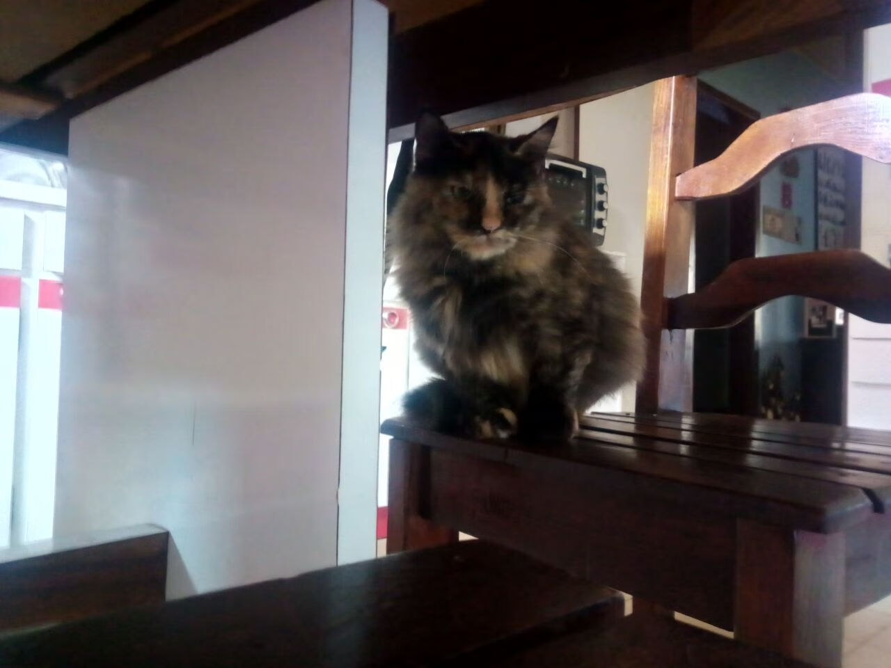 乐鱼体育平台官网-女子跳水三米板南非力夺银牌，女子跳水三米板排名