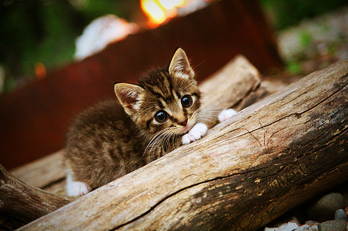 乐鱼体育平台官网-女子跳水三米板南非力夺银牌，女子跳水三米板排名