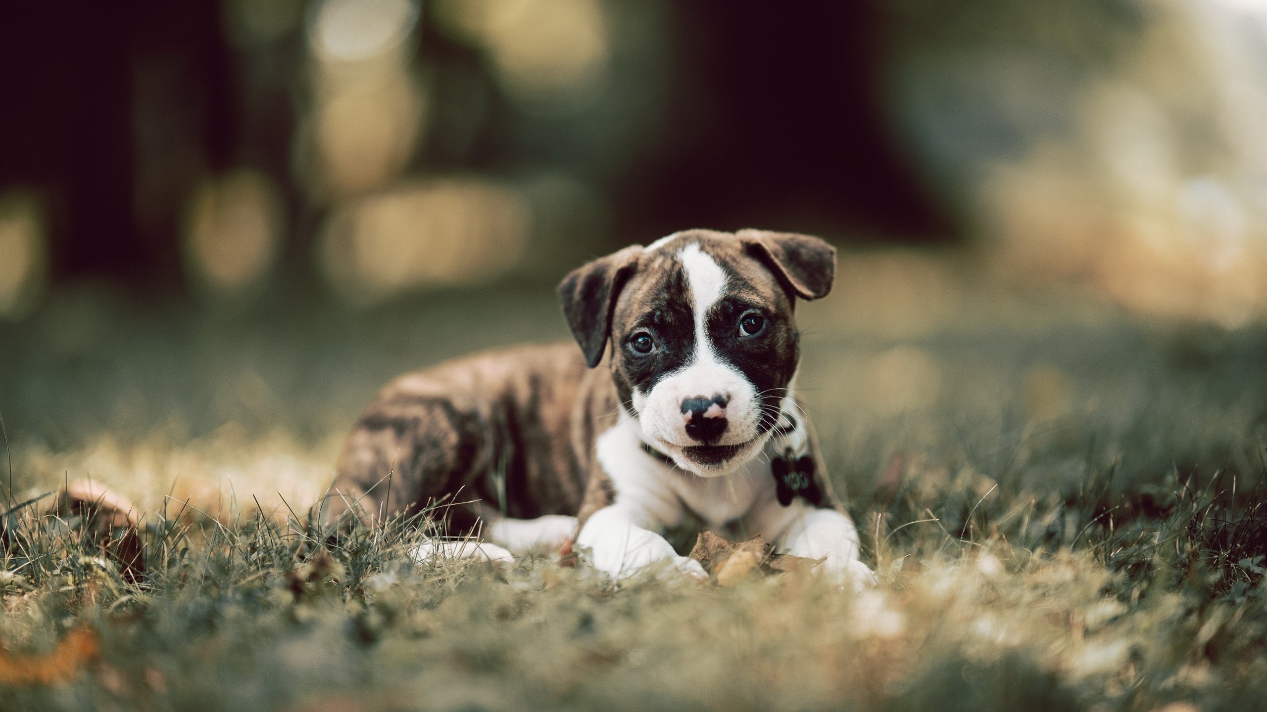 乐鱼（LEYU）体育-德国国家队改革初见成效，年轻球员崭露头角