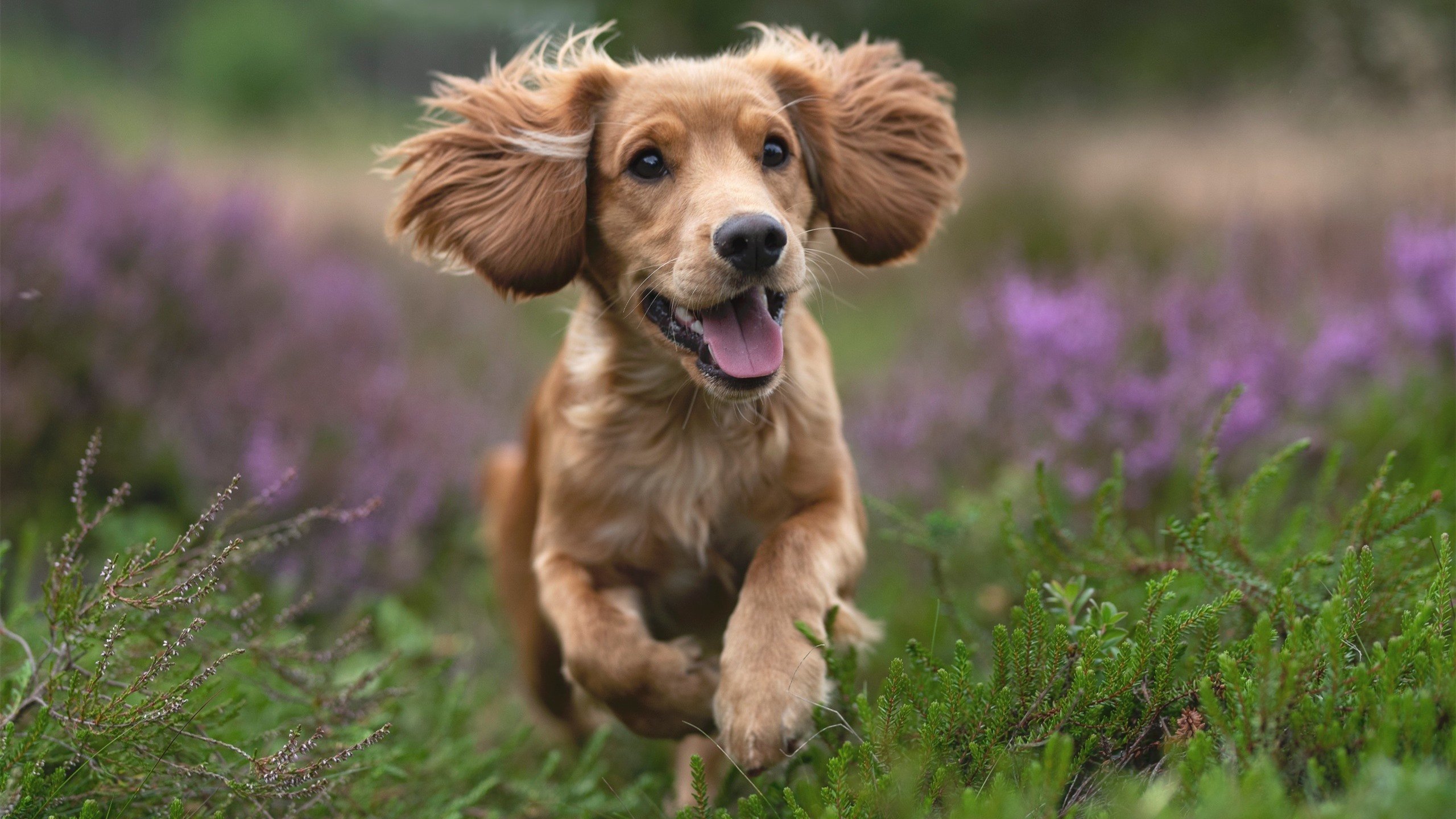 乐鱼电竞在线平台-新西兰橄榄球赛事品牌价值不断增长，吸引更多赞助商，新西兰最伟大的橄榄球运动员