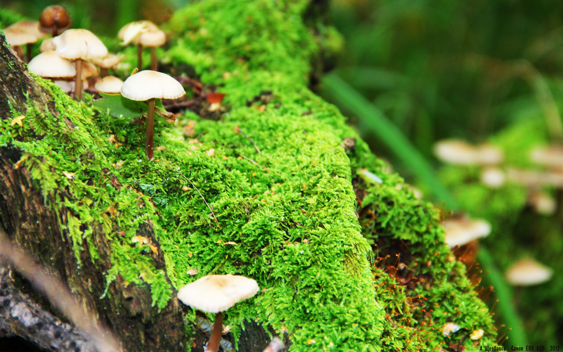 LEYU SPORTS中国官方网站-李娜全英文演讲鼓励全球青年，李娜 英文