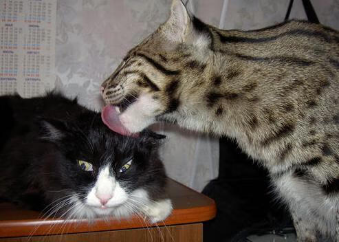 法甲势如破竹：年轻新星崭露头角，未来可期，法甲情况