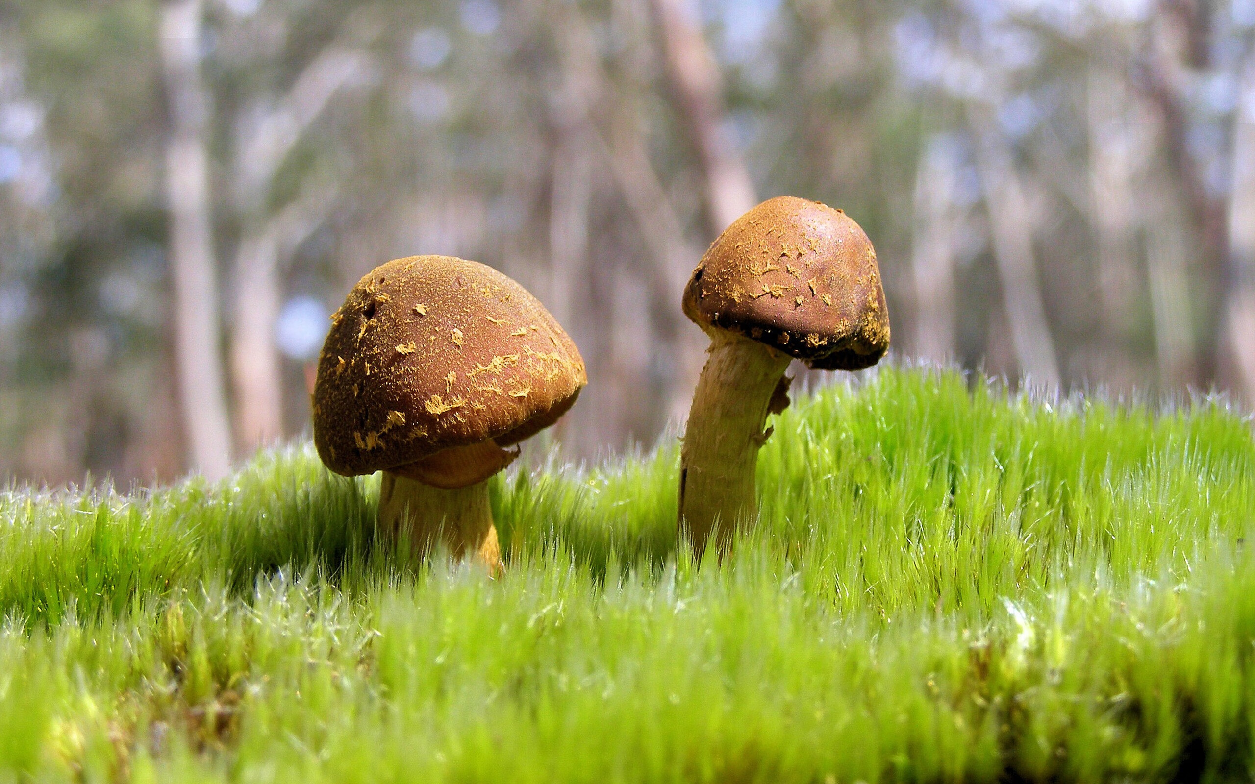 王楚钦完成绝杀乒乓球团体赛,王楚钦乒乓球个人资料