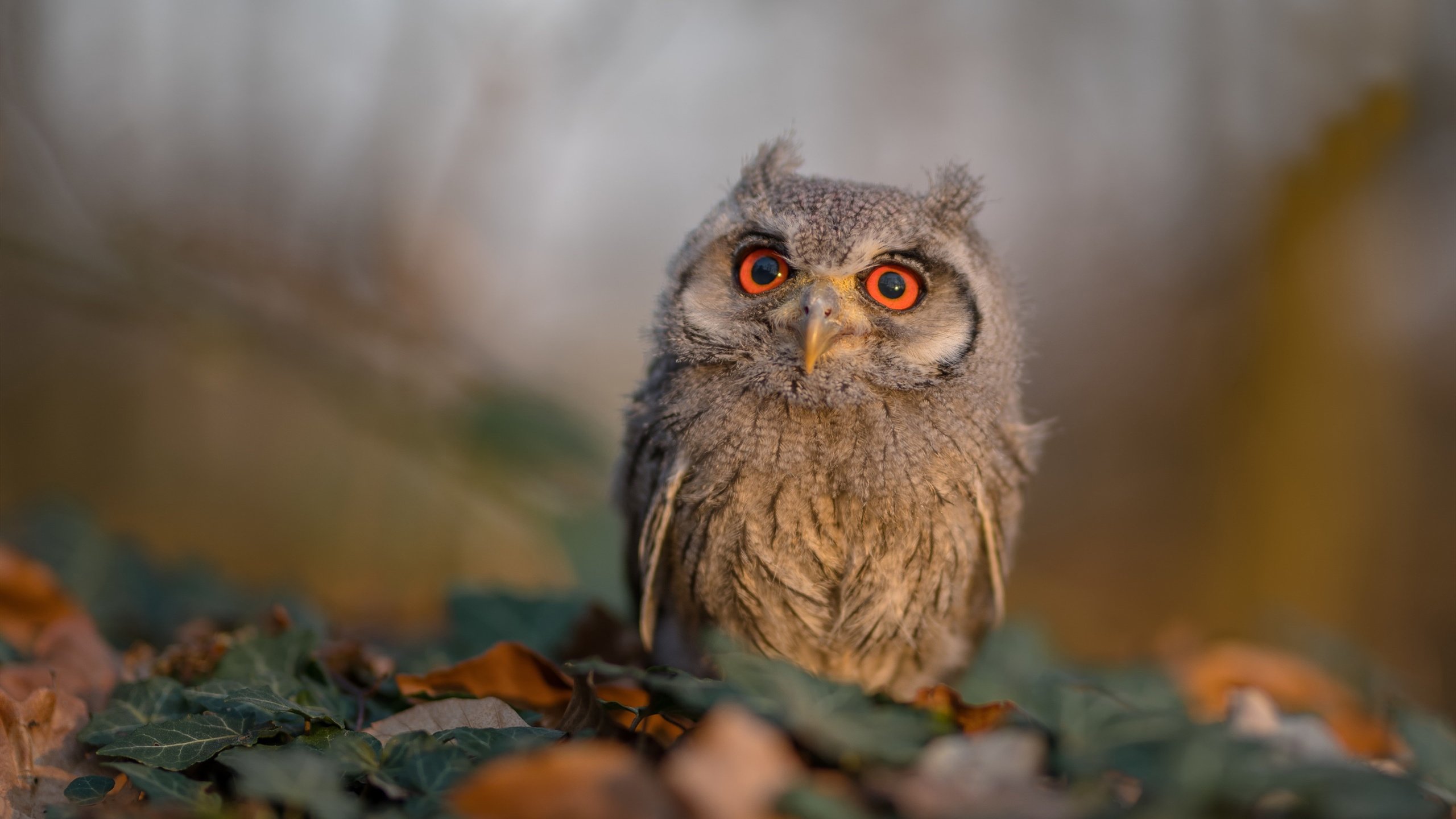 乐鱼app-西甲攻防转换：精彩不断，场面精彩绝伦！，西甲新规则